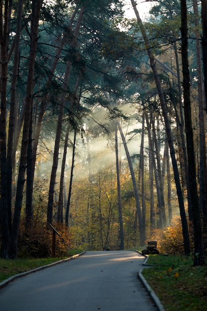 Изображение дороги, деревья в летний день