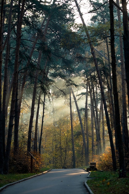 Image of road, trees on summer day