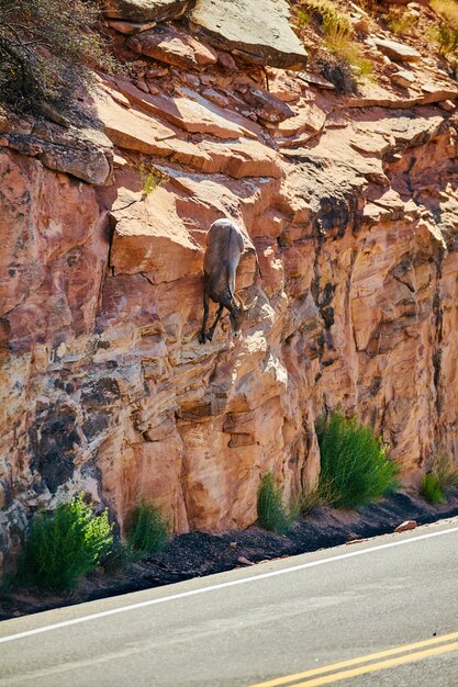 Image of Road with goat climbing vertical wall of rocks in desert