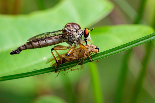 Image of an robber fly eating prey on green leaves. Insect Animal