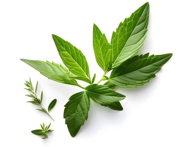 Image of sage herb on white background