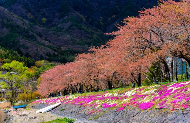 Photo image of sakura flower trees rows .