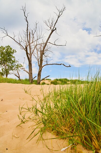 Image of Sand dunes with sand and green grasses up close and tree bare in distance