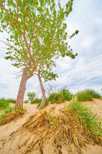 Immagine di sabbia ed erbe di un grande albero a livello del suolo delle dune di sabbia