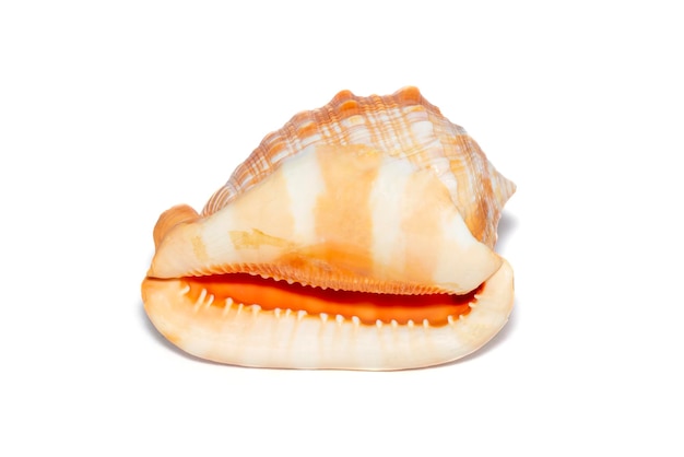 Image of sea shell orange cassis cornuta on a white background Undersea Animals Sea shells Horned helmet shell