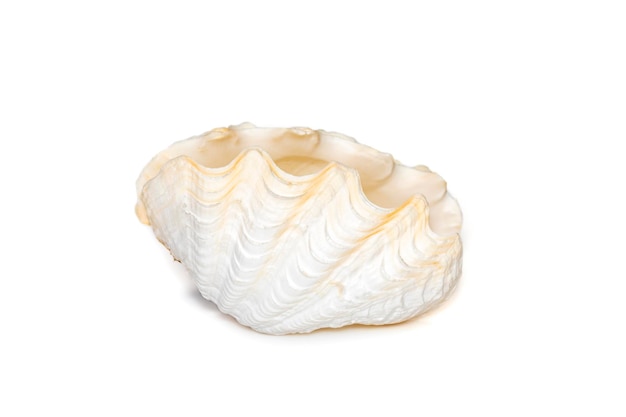 Image of seashells clam pearled on a white background undersea animals sea shells