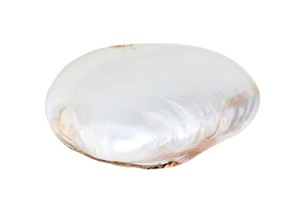 Image of seashells clam pearled on a white background Undersea Animals Sea Shells