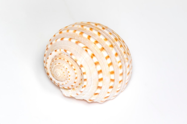 Image of seashells tonna tesselata on a white background Undersea Animals Sea Shells