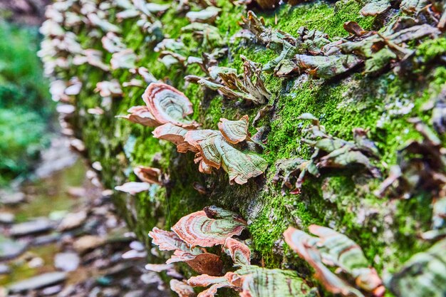 苔むした木の幹に生えている棚菌の画像