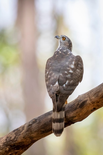 自然の背景に木の枝にタカサゴダカ鳥Accipiterbadiusの画像動物