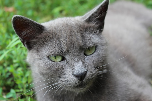 緑の草の中のシアム猫の画像