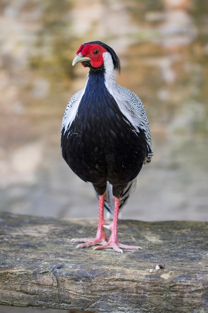 Immagine del fagiano d'argento (lophura nycthemere) sulla natura. pollame, animali.