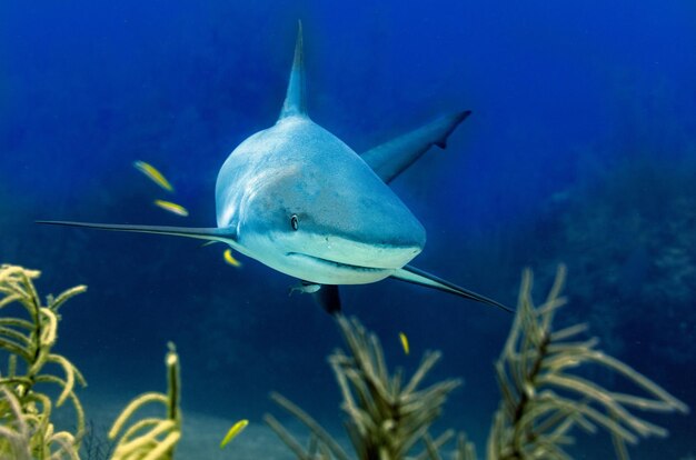 Image of a single Bull shark swimming in the water.