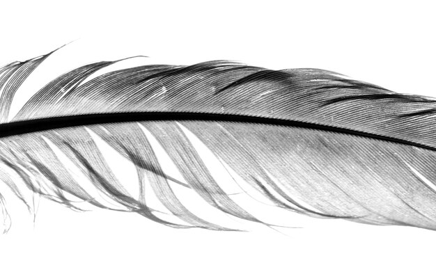 image of an single feather