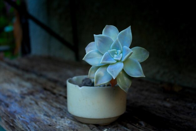 Photo image of a small pot with a succulent plant with navy blue leaves photo taken in moron ciego de avila cuba