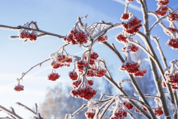 Image of snow-covered red rowan berries. High definition wallpaper concept. Mixed media