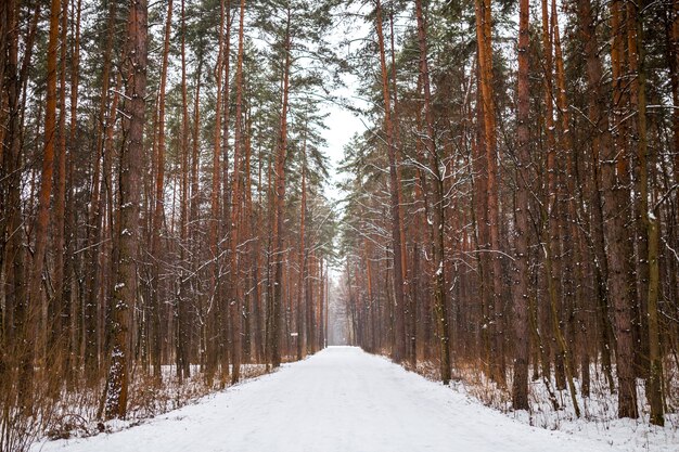 Image of snow trail and trees in forest. Winter landscape