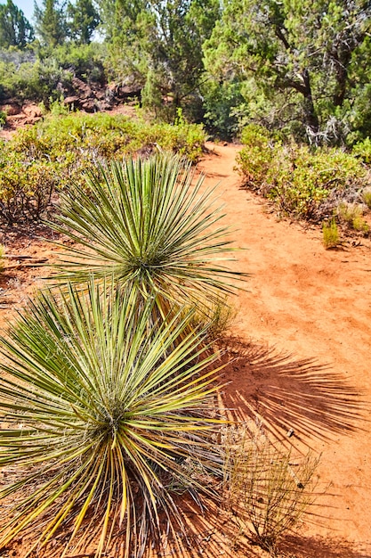 Image of Spherical cacti along a red sand desert path Devils Bridge