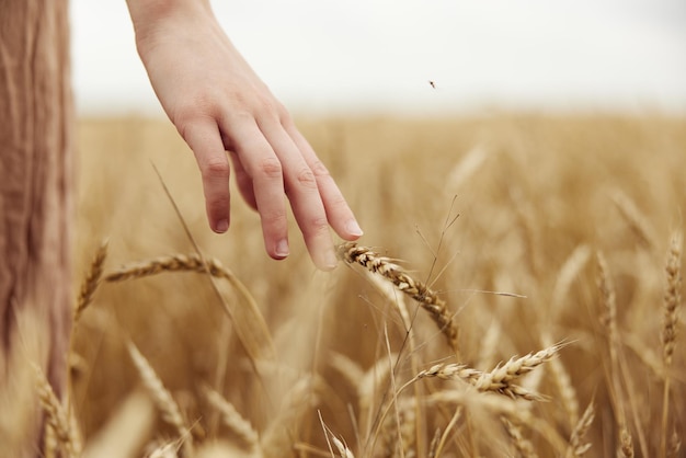 Image of spikelets in hands Wheat field sunny day High quality photo