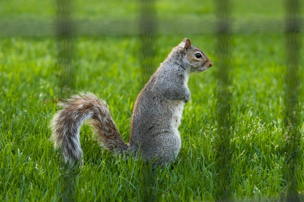 An image of a squirrel behind the fence