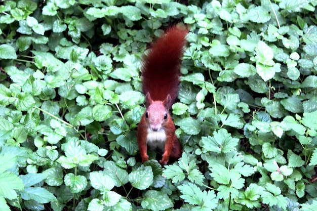Image of squirrel in the green bushes in the park
