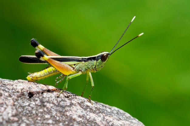 Image of sugarcane white-tipped locust (ceracris fasciata) on a\
rock. insect. animal. caelifera., acrididae