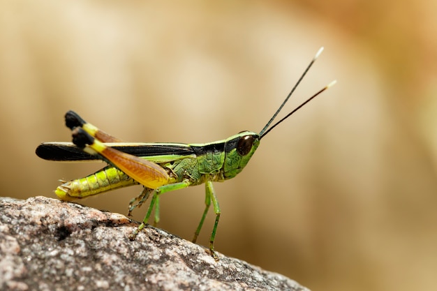 岩の上のサトウキビの白い先端のイナゴ（Ceracris fasciata）のイメージ。昆虫。動物。 Caelifera。、アクリ科