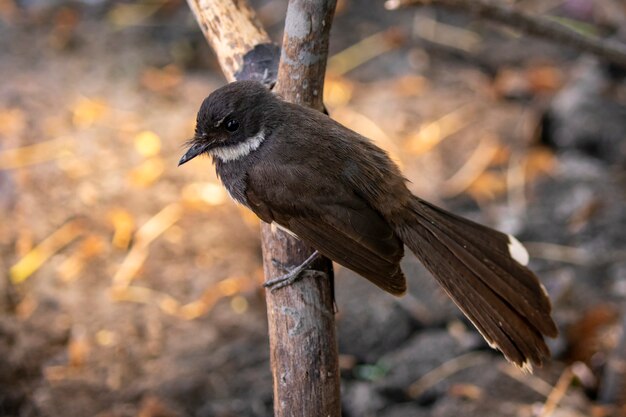 Изображение крылатого фанатского хвоста Sunda Pied Fantail или малайзийского крылатого Fantail (Rhipidura javanica). Птица. Животные.