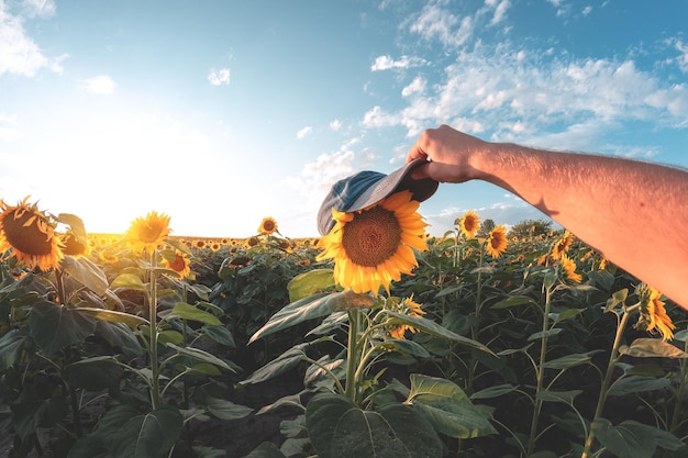 An image of a sunflower field in the morning or evening