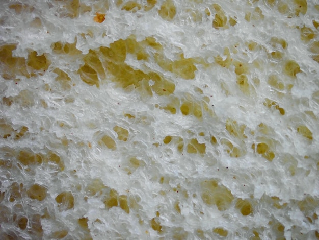 写真 パン ⁇ 維の ⁇ 微鏡で撮影された画像