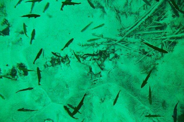 Image of Teal water with fish swimming around and dead trees at the bottom of the clear pond