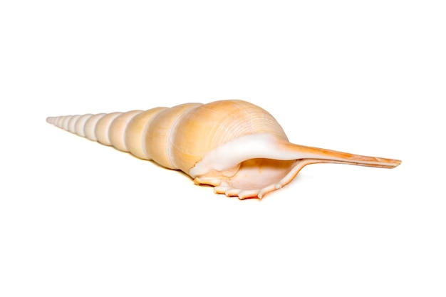 Immagine di conchiglie di mare tibia fusus tibia del fuso o gasteropode della tibia shinbone. animali sottomarini