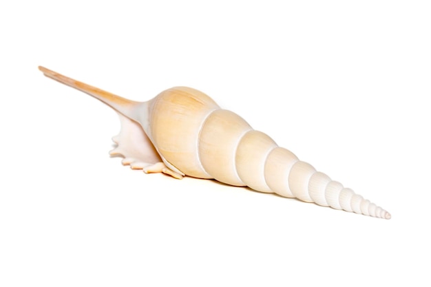 Immagine di conchiglie di mare tibia fusus tibia del fuso o gasteropode tibia shinbone su sfondo bianco conchiglie di mare animali sottomarini