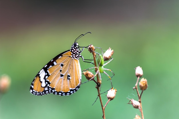 トラの蝶、または植物の上で休んでいるダナウス・クリシプス蝶としても知られている画像