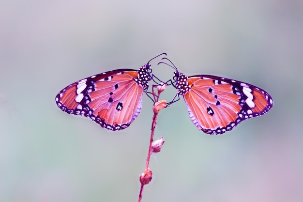 Immagine della farfalla tiger o anche conosciuta come farfalla danaus chrysippus che riposa sulle piante