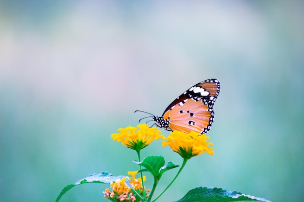 호랑이 나비 또는 식물 위에 쉬고 있는 Danaus chrysippus 나비의 이미지