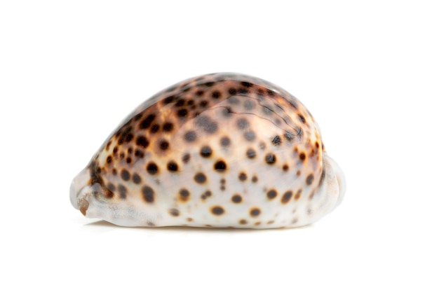 Photo image of tiger cowrie cypraea tigris on a white background undersea animals sea shells