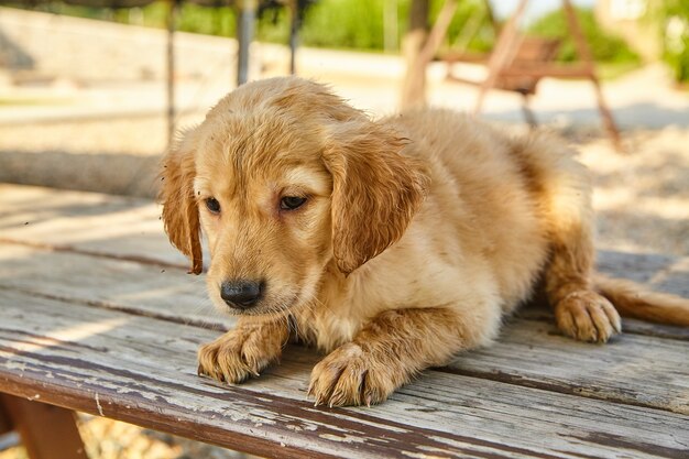 木の板の上で休んでいる疲れて濡れたラブラドゥードルの子犬の画像