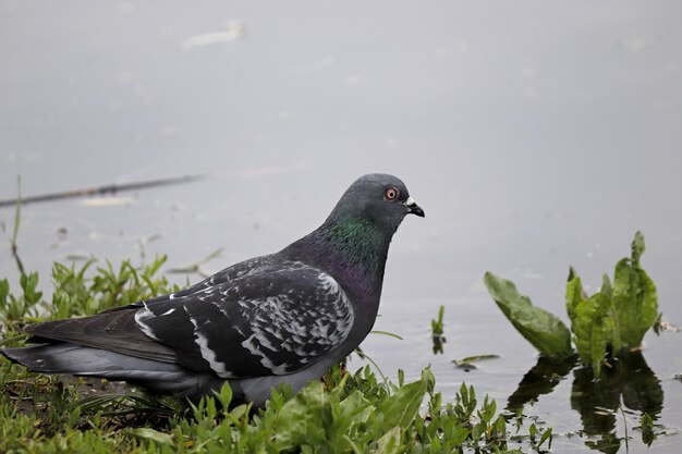 The image of a town pigeon against the background of the water of the lake