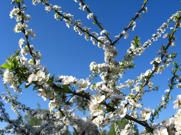 花をかせている桜の木の画像