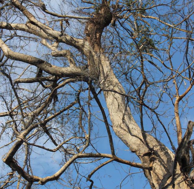 Image of tree branches without leaves against blue sky background