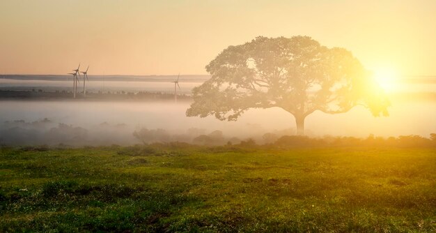 Image of tree and landscape