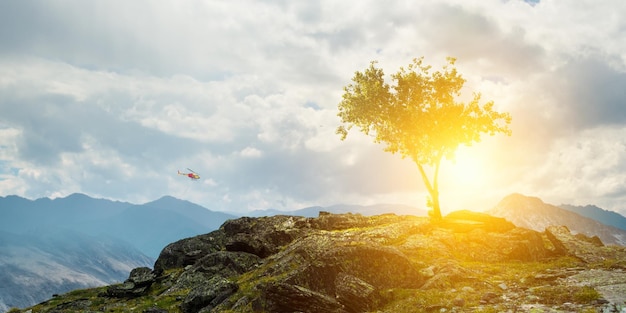 Image of tree and landscape