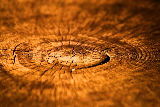 Immagine del ceppo di albero con gli anelli dell'età