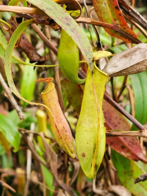 Photo image of tropical pitcher plants and monkey cups in the wild