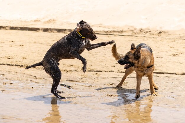 Immagine di due cani che giocano e corrono sulla spiaggia pastore tedesco e puntatore tedesco a pelo corto