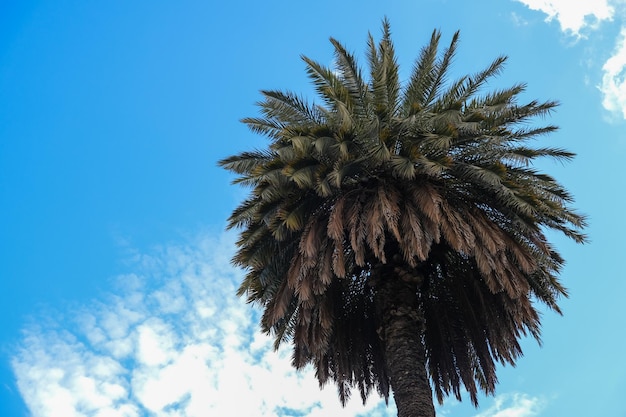 Изображение двух красивых пальм в голубом солнечном небе