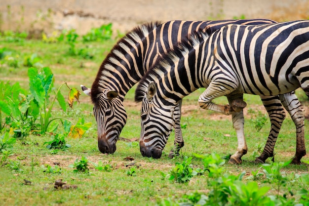 2匹のシマウマが自然に草を食べているイメージ。野生動物。