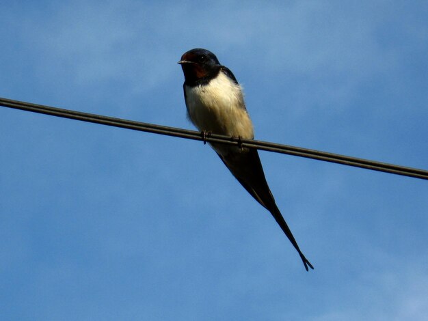 Image of unique swallow sitting on the wire