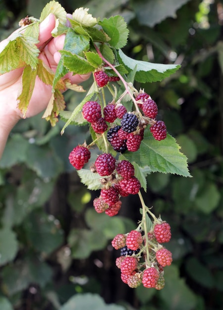 image of an unripe and ripe blackberries